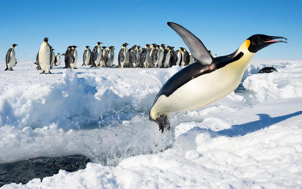跳,南极洲,企鹅,帝企鹅,雪,鸟类
