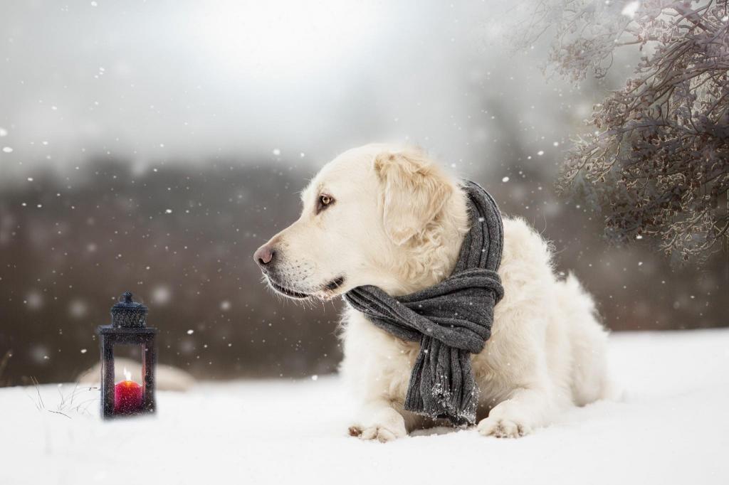 狗,金毛猎犬,金毛猎犬,雪,冬天,狗,围巾,灯笼