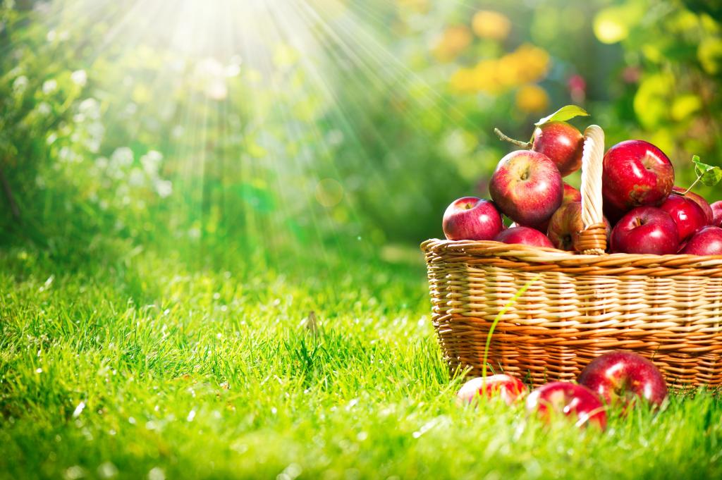 光线,光,性质,红色,草,秋季,水果,篮子,苹果