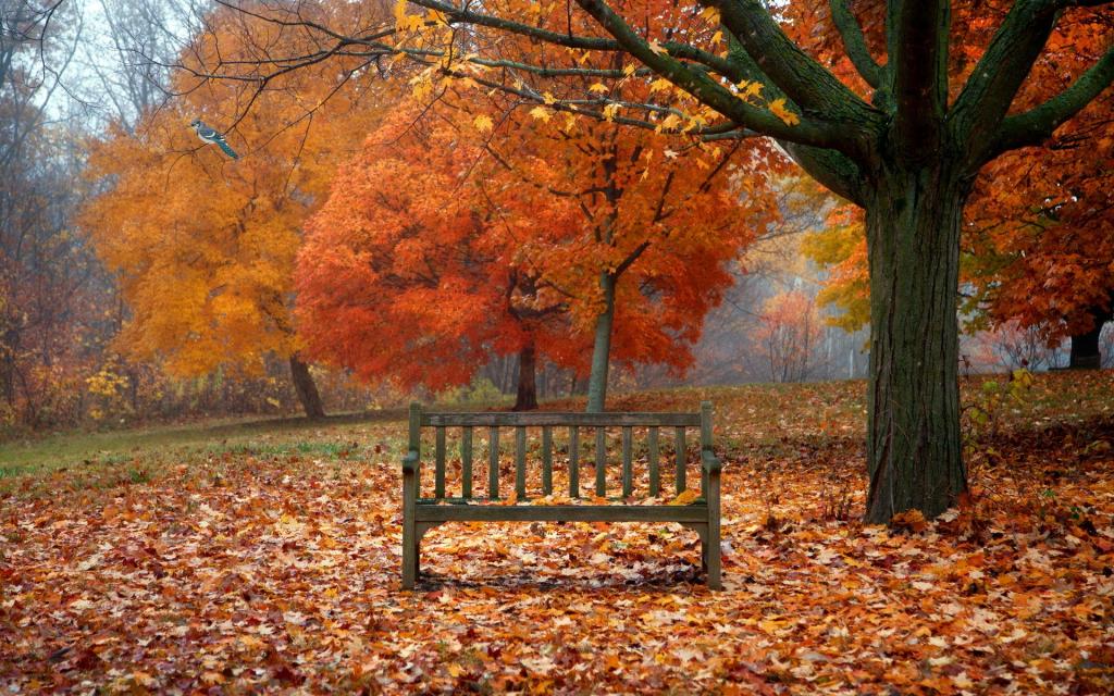 板凳,叶子,秋天,鸟,性质