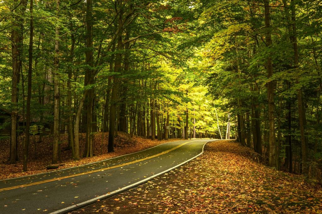 森林,秋天,纽约州,州立公园莱奇沃思,莱奇沃思州立公园,州...