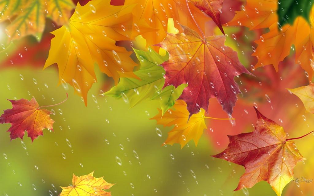 枫叶,雨,秋天,叶子,滴
