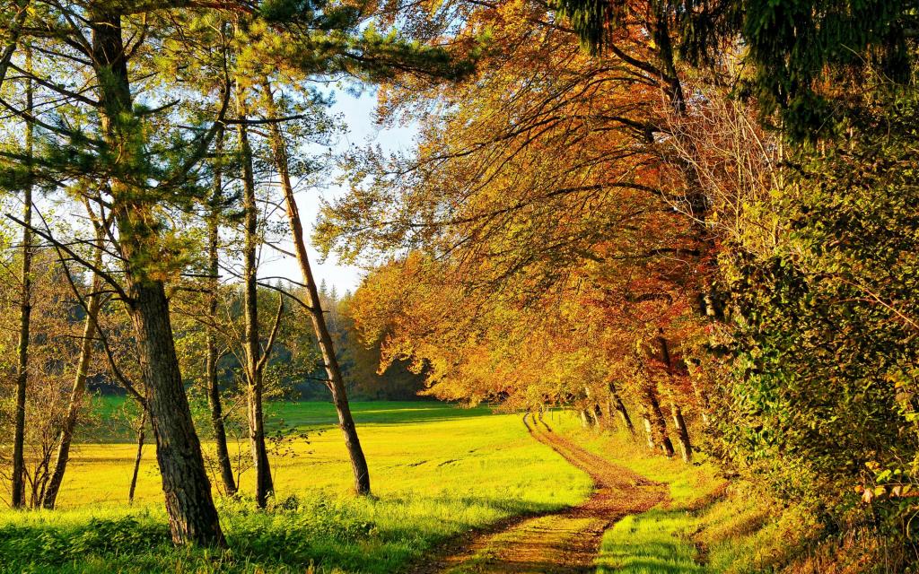 绿色,树木,林间空地,路径,黄色,太阳,草,秋季,森林