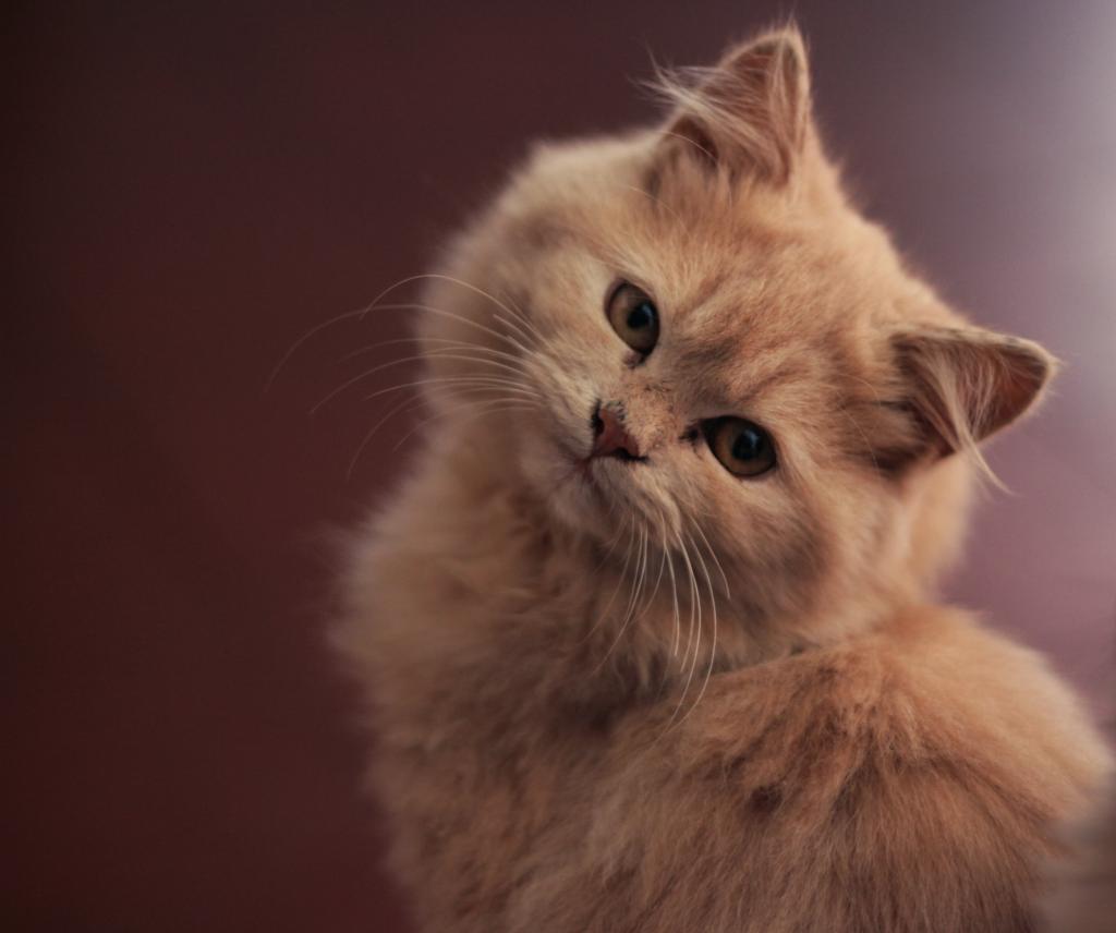 中等毛皮橙色猫高清壁纸的选择性焦点摄影