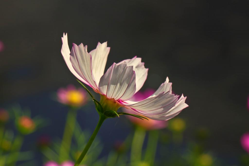 白色和粉红色的花朵特写摄影高清壁纸