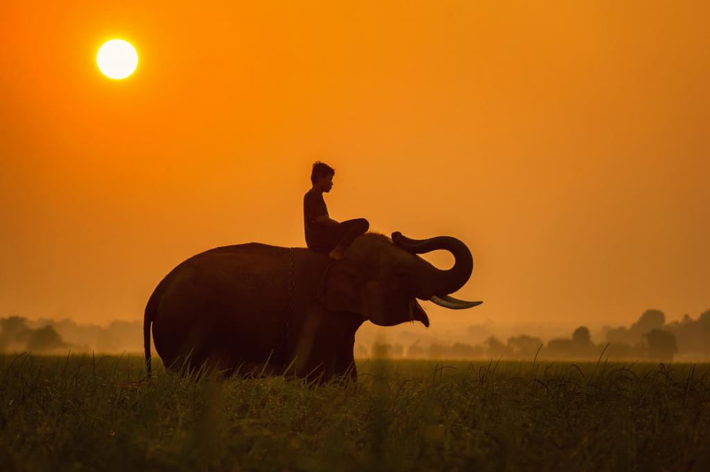 男孩在日落期间的大象高清壁纸