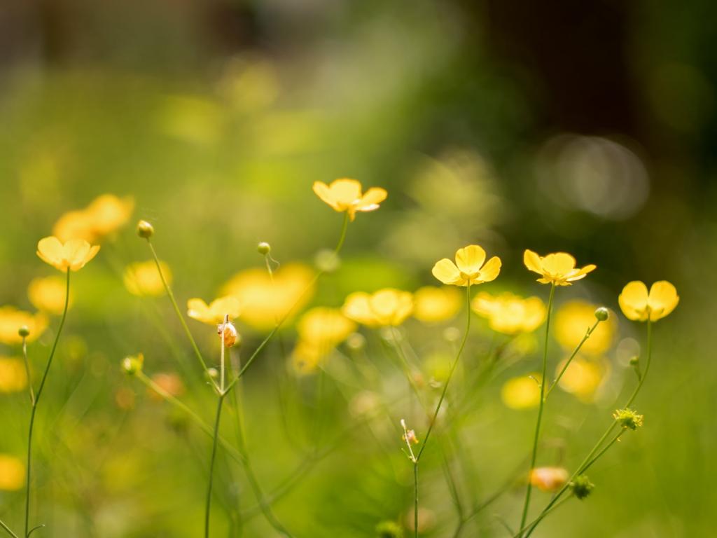 浅焦点摄影的黄色的花朵高清壁纸