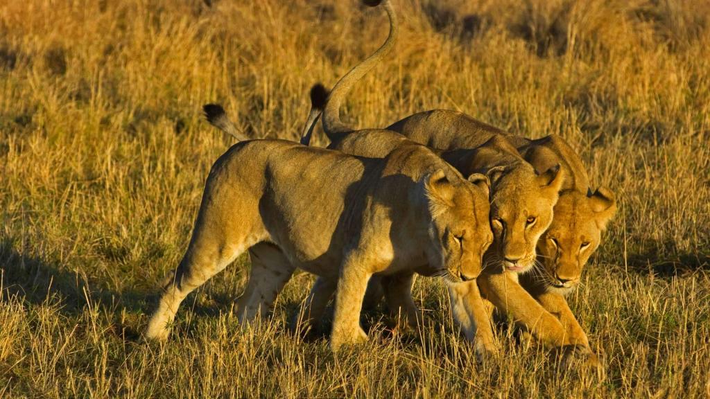 肯尼亚,狮子座,非洲,马赛马拉国家保护区,母狮