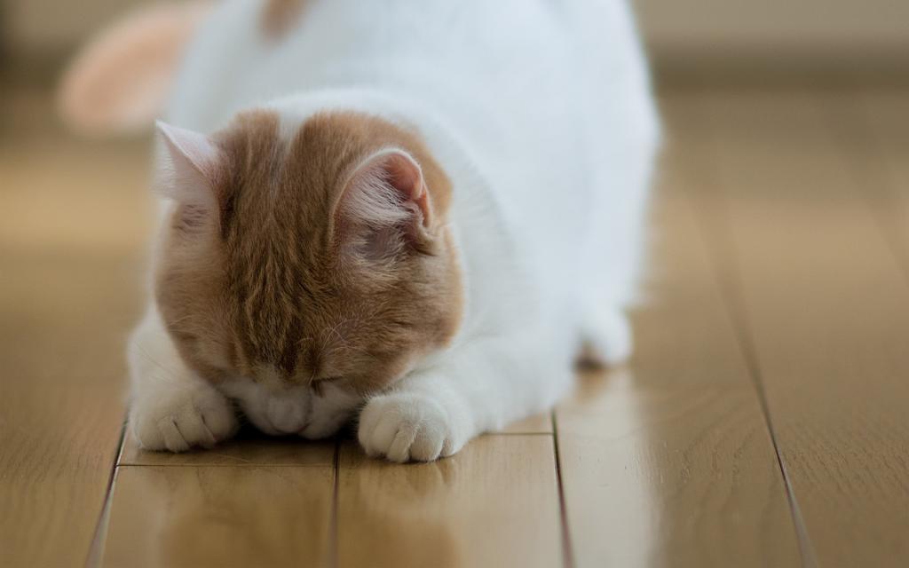 猫,©本托罗德,汉娜,地板,睡觉,地板
