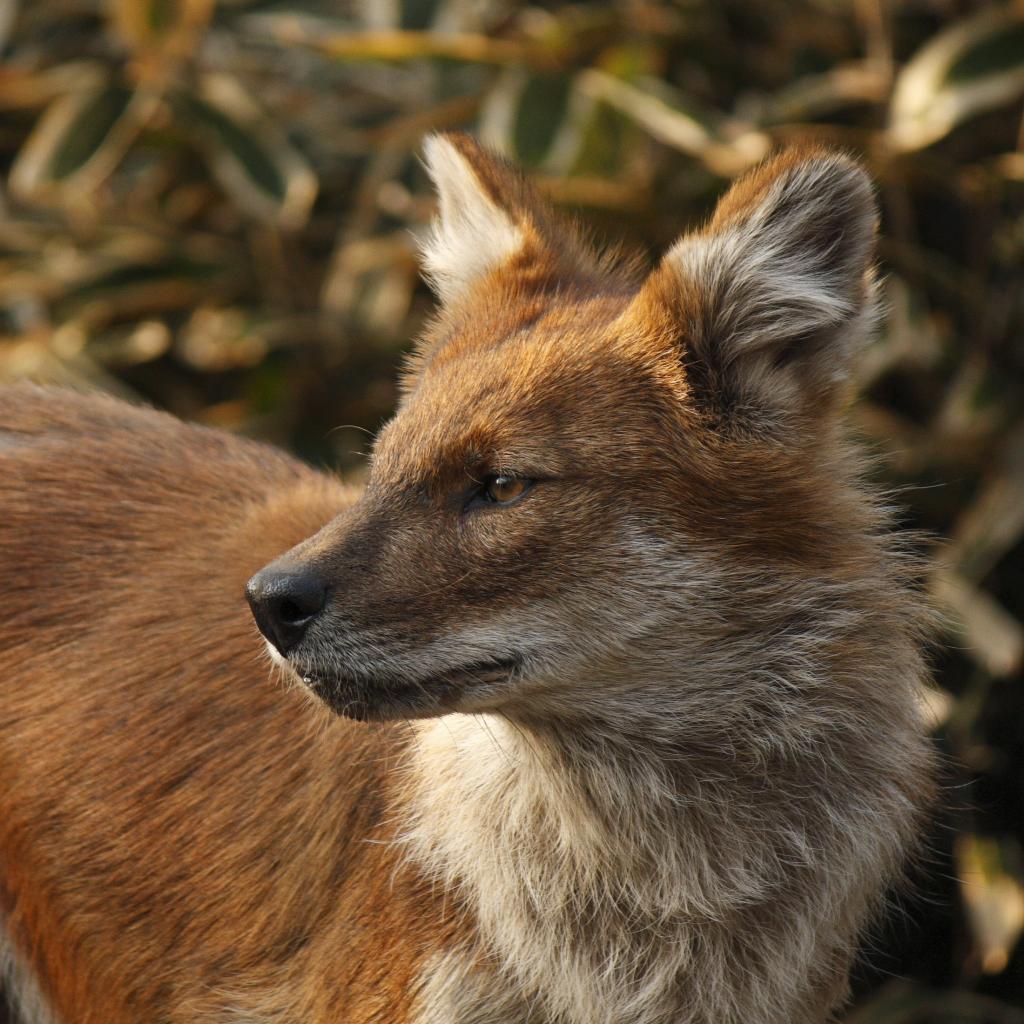 棕色和白色的狐狸关闭了摄影,dhol高清壁纸