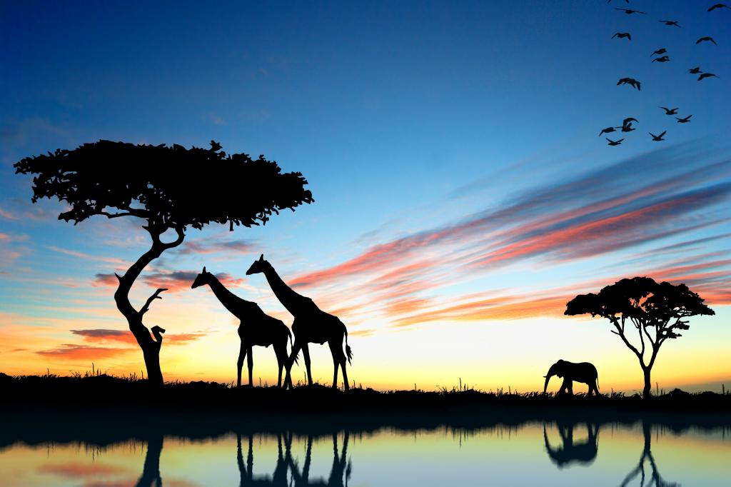 非洲,大象,长颈鹿,日落