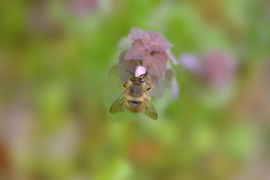 大黄蜂,背景,植物