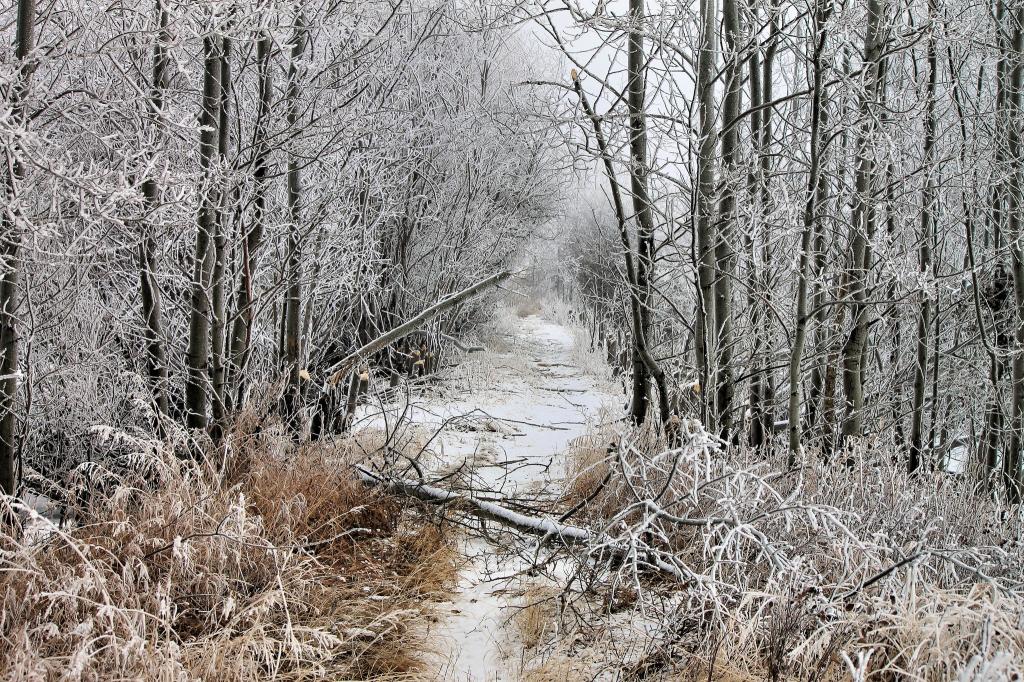 雪,冬天,霜,结算,森林,倒下的树