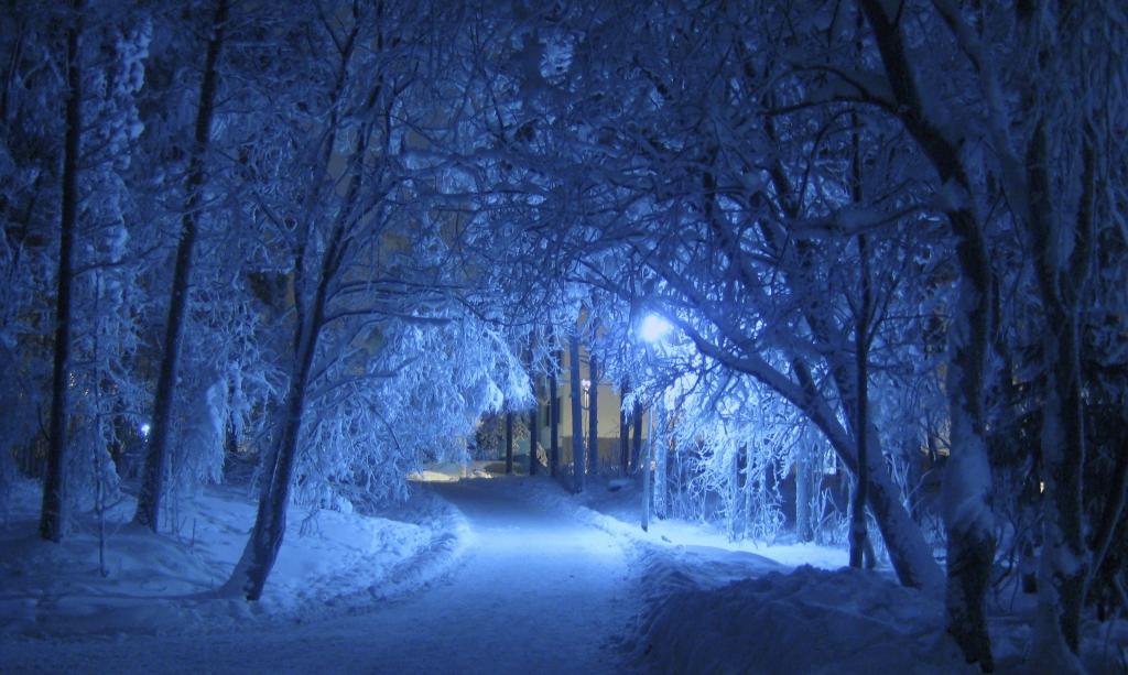 在夜间高清壁纸覆盖着雪的树的照片