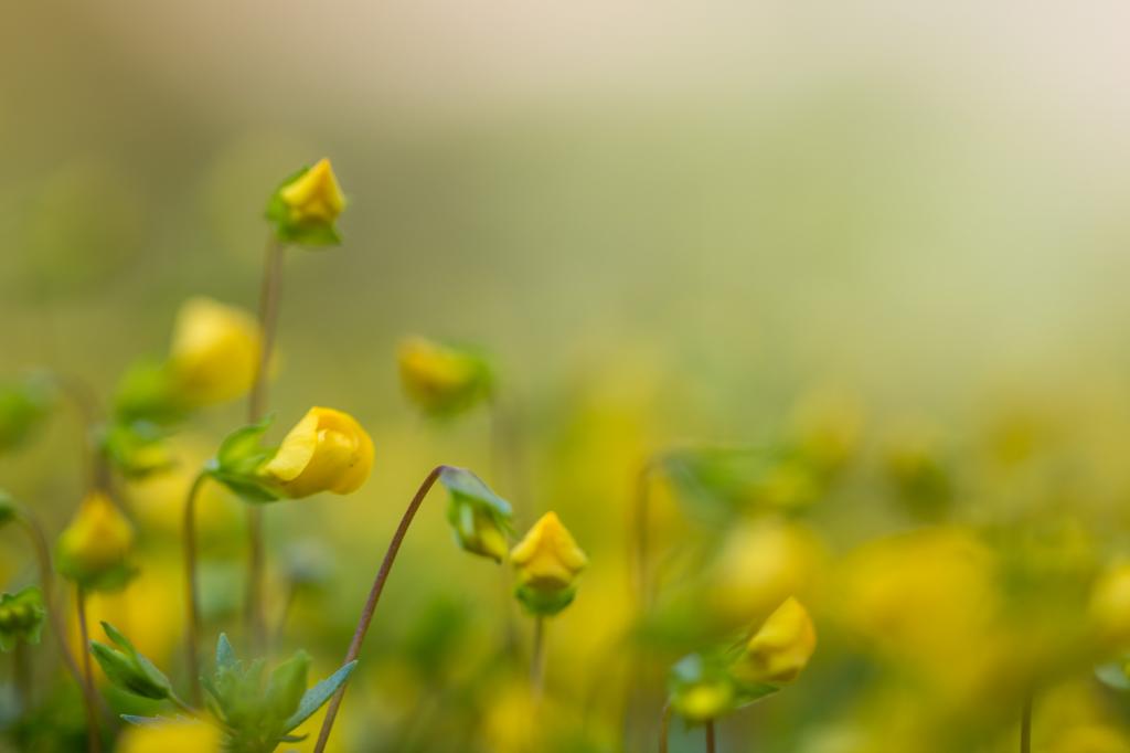 选定的焦点照片的黄色的花,微小的高清壁纸