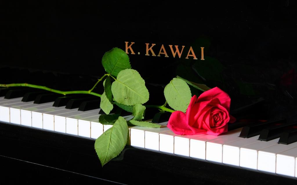 音乐,钢琴,玫瑰