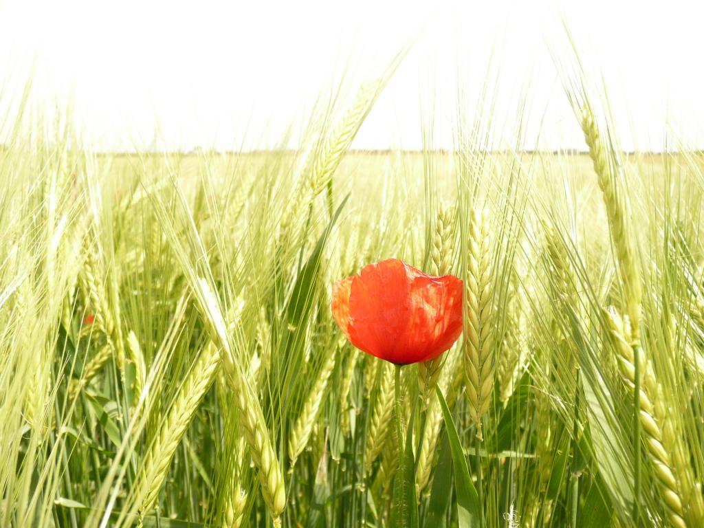 在一天时间的红色花的浅摄影,玉米,红色罂粟,grainfield高清壁纸