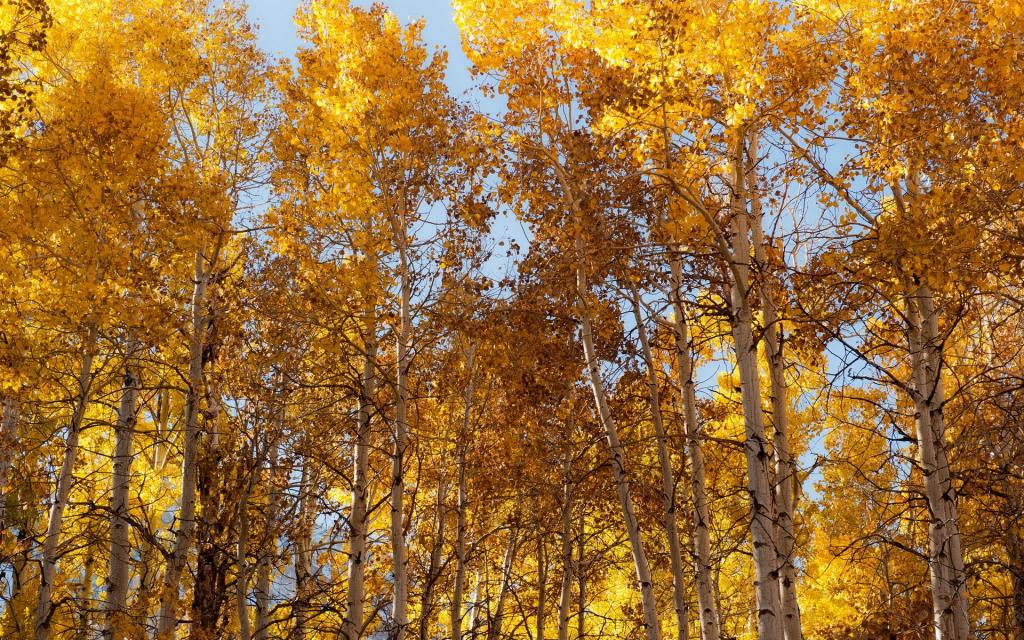 树,秋天,性质