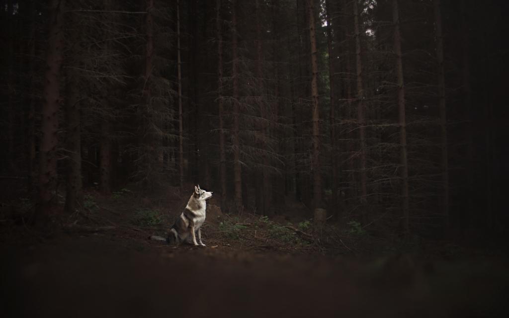 狗,森林,每个
