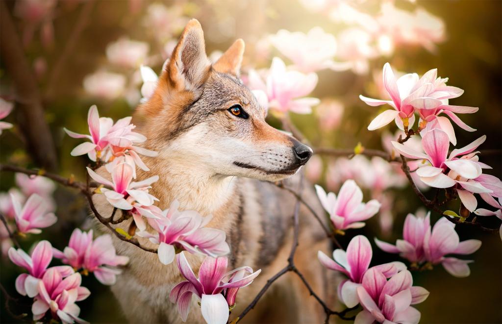 狗,树枝,金瓜,鲜花,捷克斯洛伐克的Wolfdog
