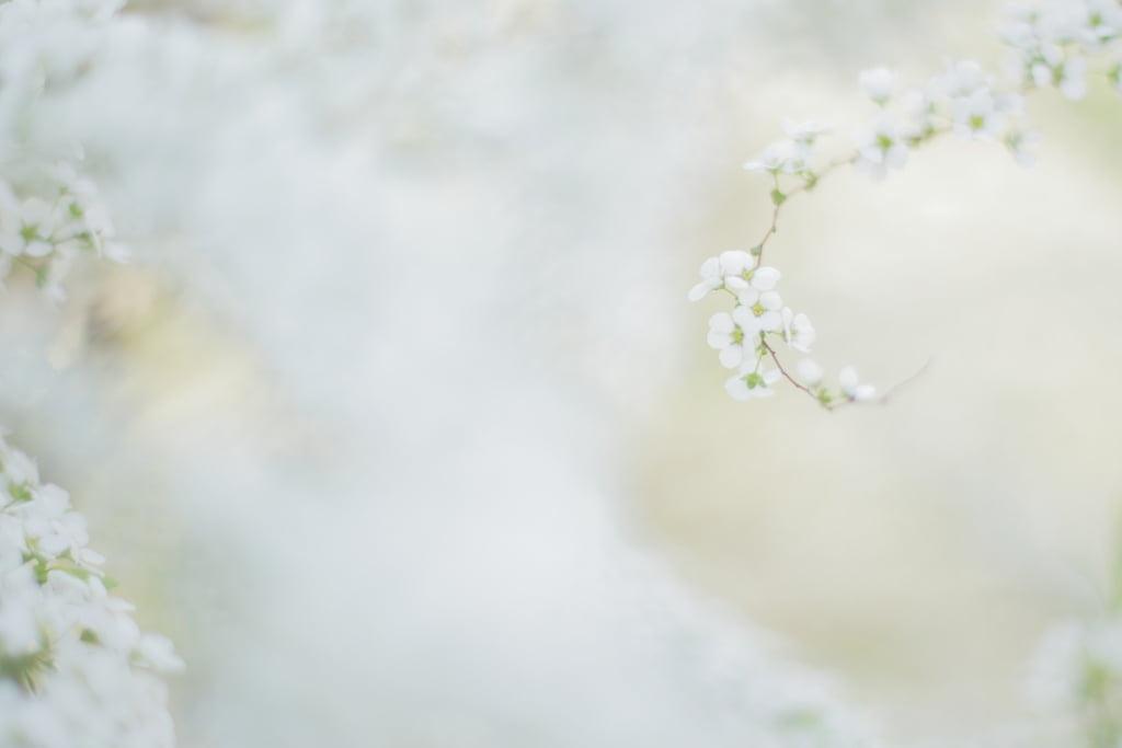 景深摄影的白花植物高清壁纸