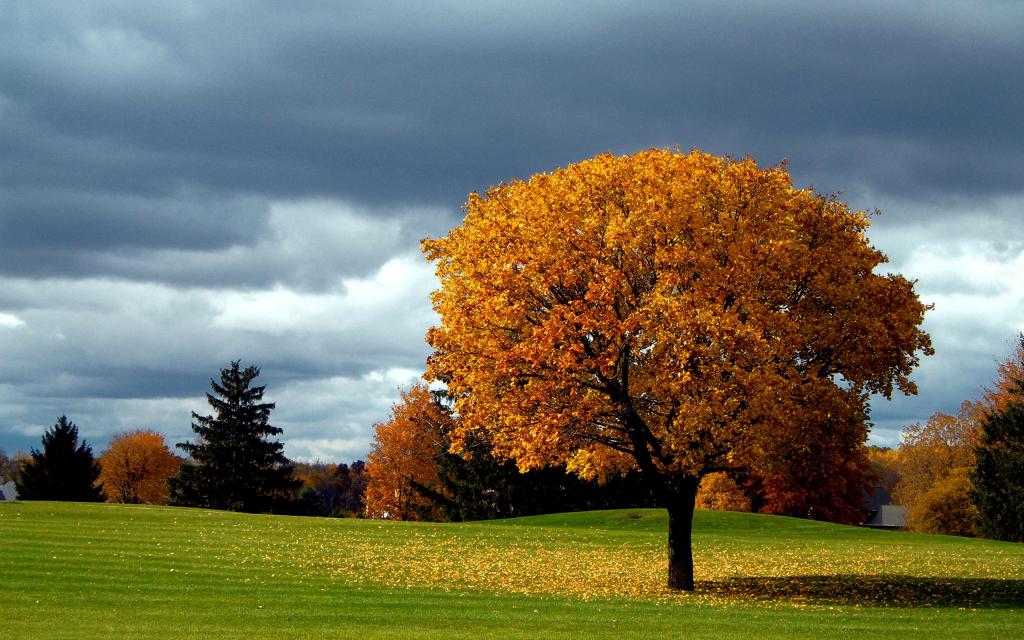 树,落叶,天空,秋天,云彩,秋天的颜色