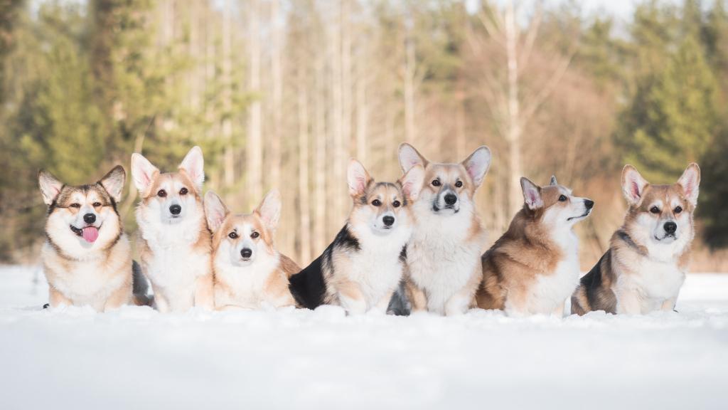 朋友,雪,威尔士柯基犬,狗,冬天