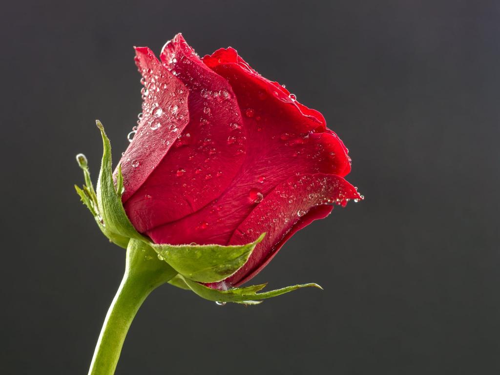 红玫瑰高清壁纸的选择性焦点照片