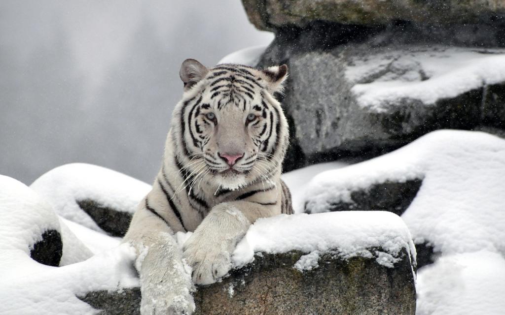老虎,捕食者,雪,老虎,白色,脸,石头