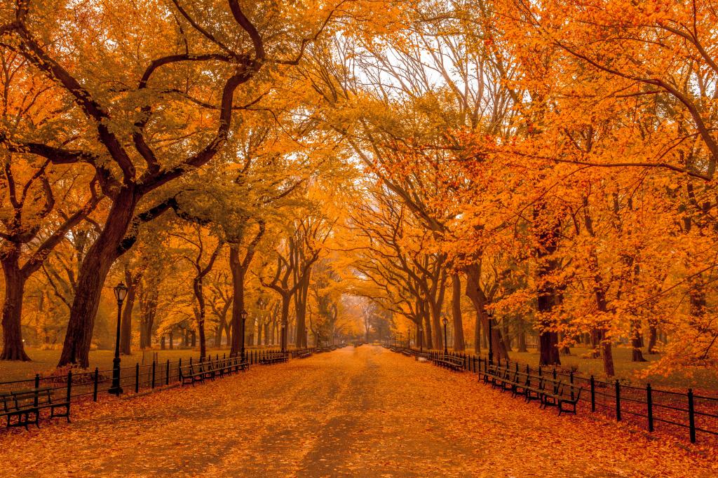 混凝土路面充满了被树叶包围的干树叶,中央公园高清壁纸
