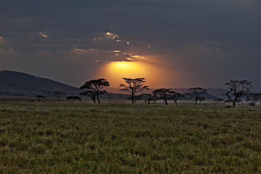 肯尼亚,非洲,萨凡纳,日落