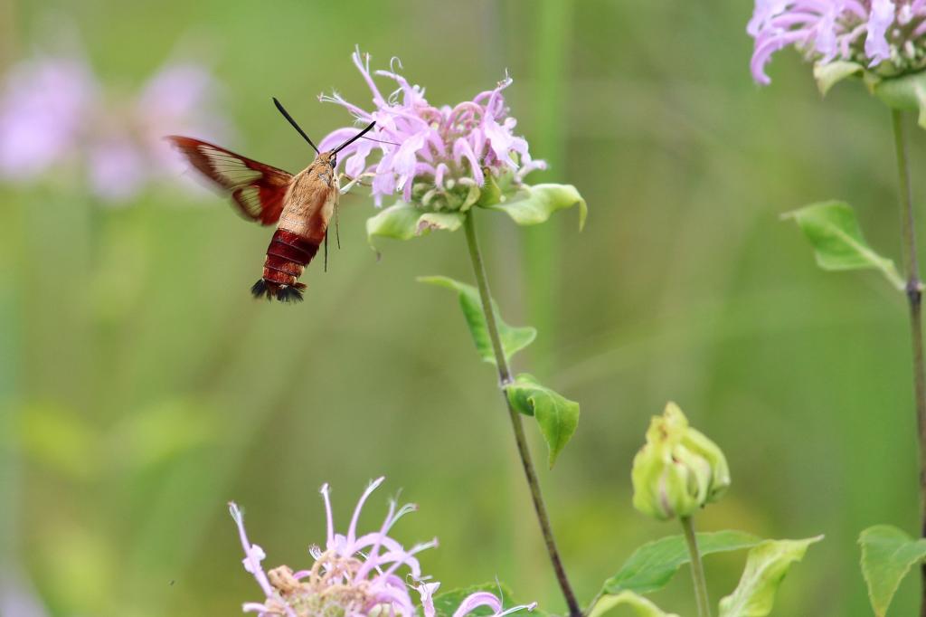 红色和棕色翅膀昆虫上粉红色的花,蜂鸟,蛾高清壁纸