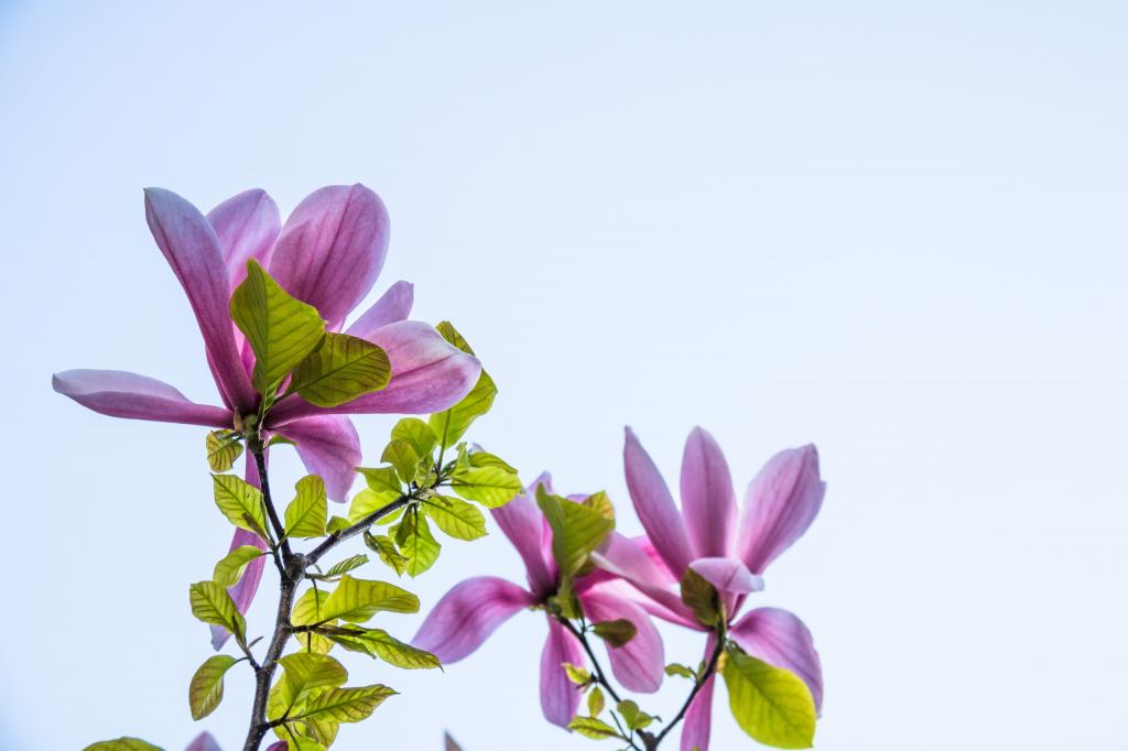 关闭照片col紫色petaled花HD wallpaper