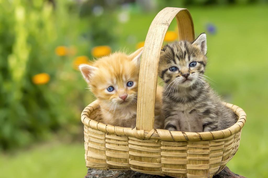 篮子,小猫,草坪