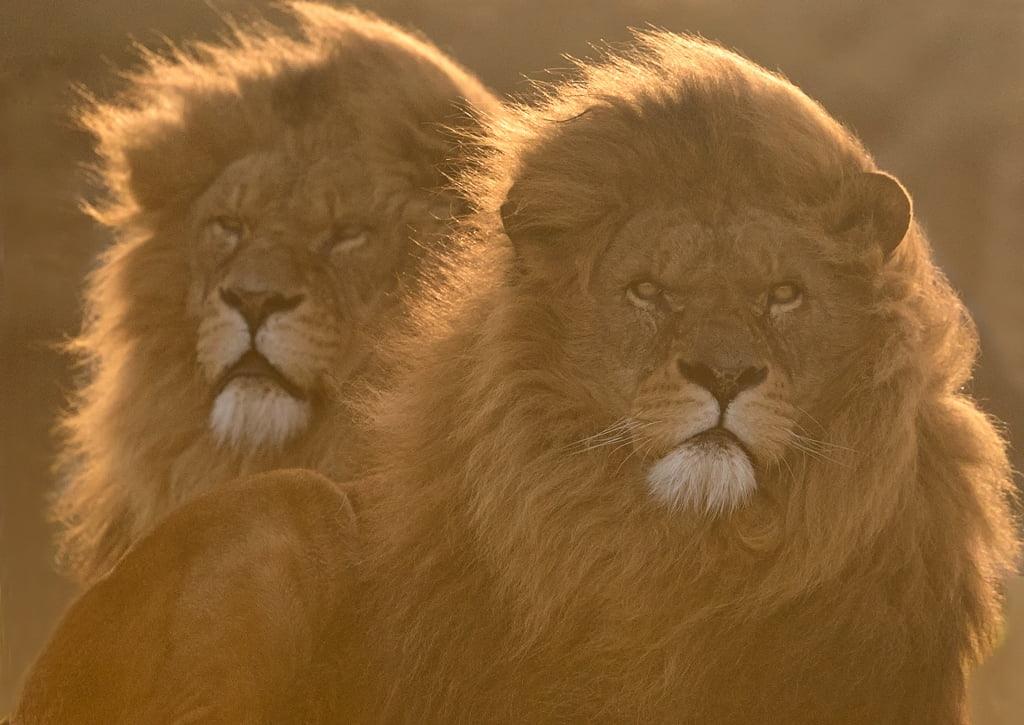 两狮子摄影高清壁纸