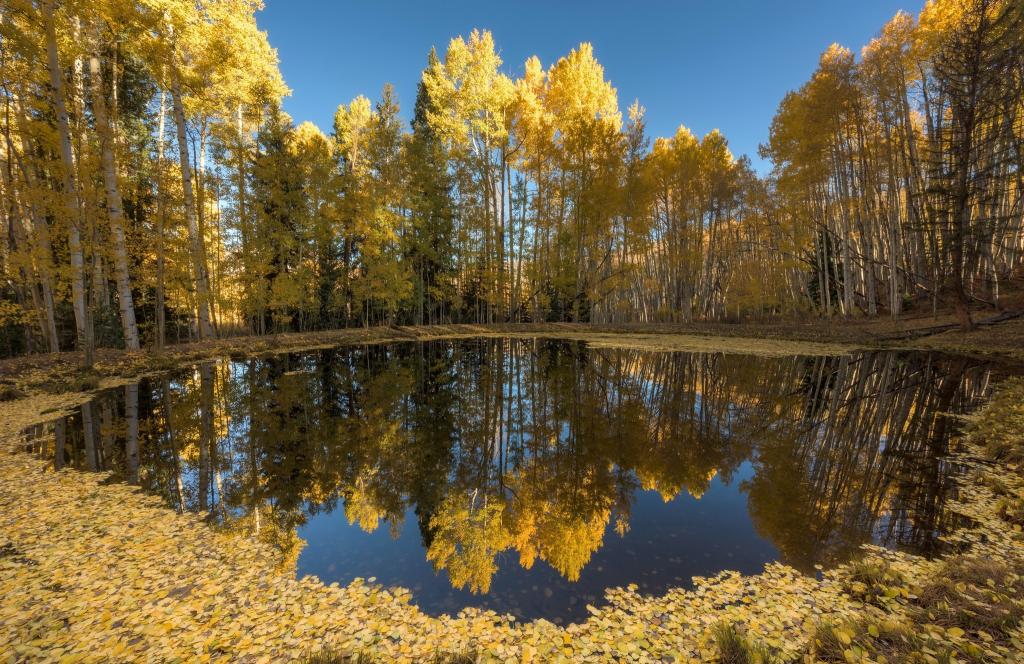 湖,秋天,森林