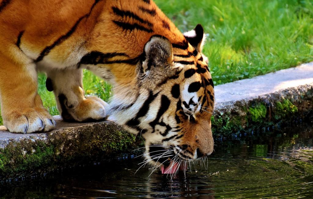 老虎在池塘摄影高清壁纸喝