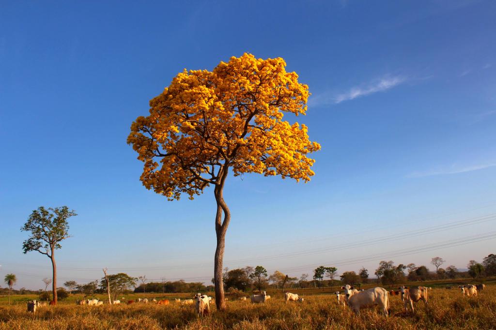 黄色的叶子树与草,巴西,pantanal高清壁纸奶牛群