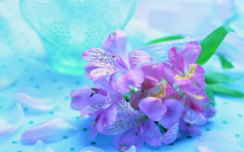 背景,蓝色,兰花,丁香,花,紫色