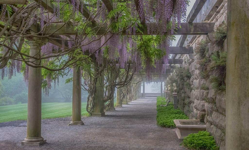 鲜花,紫藤,植物,雾,专栏,画廊