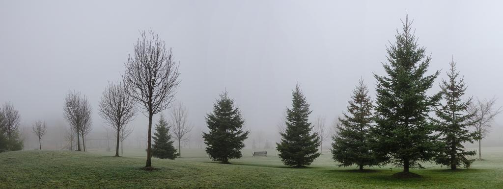 松树覆盖着雾高清壁纸