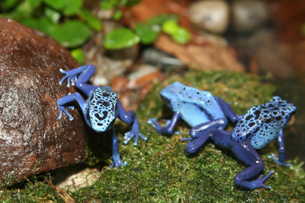 三只蓝黑色斑点青蛙,毒镖蛙,树枝状高清壁纸