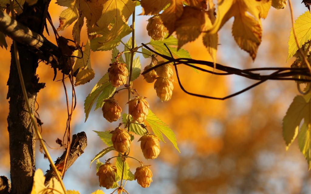 金啤酒花,秋天,性质