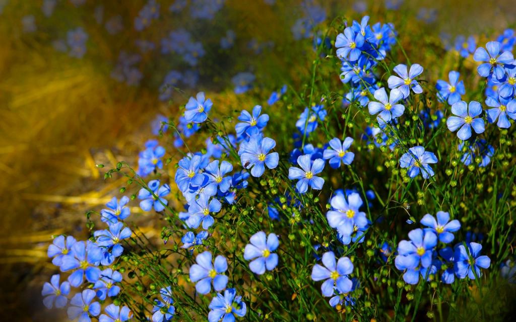 自然,蓝色的花朵,len