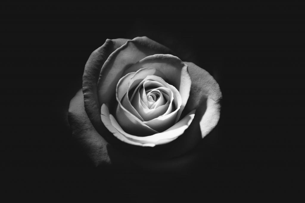 玫瑰高清壁纸的灰度照片