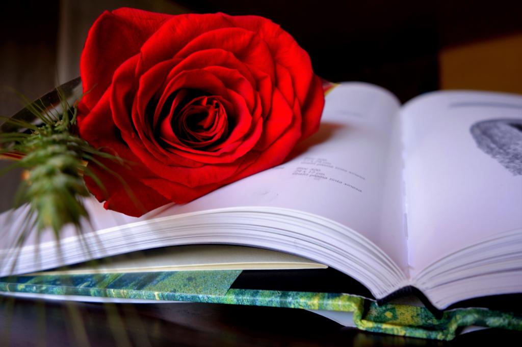风格,猩红玫瑰,书,玫瑰
