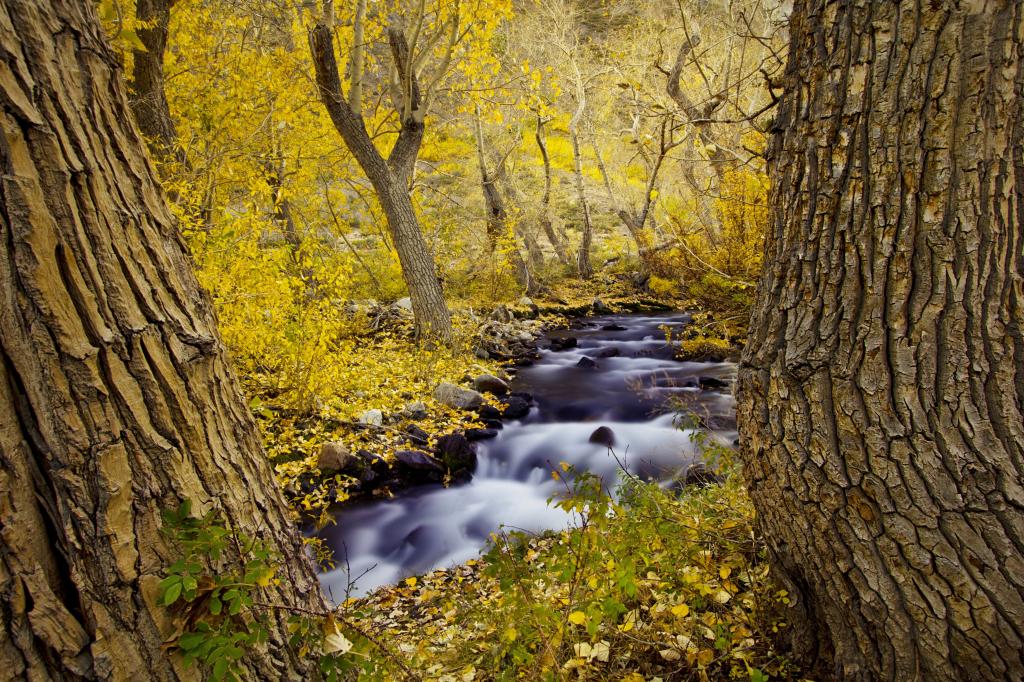 河,树,秋天,森林,性质
