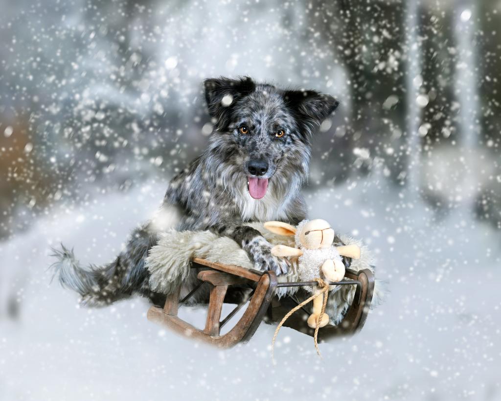 狗,玩具,雪,兔子,雪橇,兔子