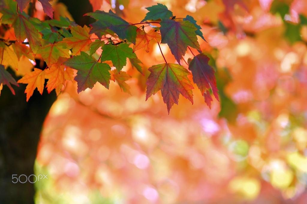 秋季,性质,叶子,散景,分支机构,宏,树