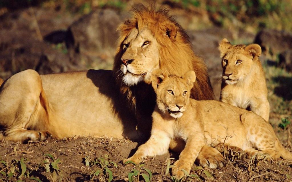 野猫,幼狮,狮子座
